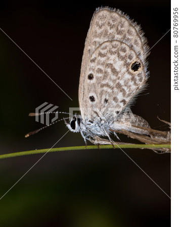 Adult Hanno Blue Butterfly Adult Hanno Blue Butterfly 80769956