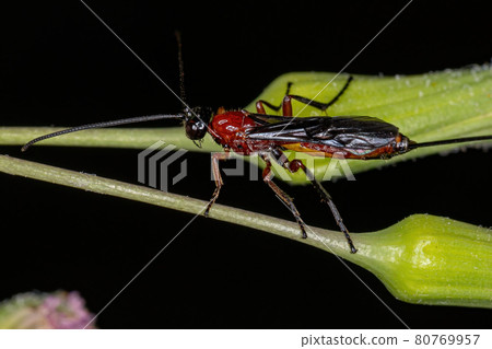 Adult Ichneumonid Wasp Adult Ichneumonid Wasp 80769957