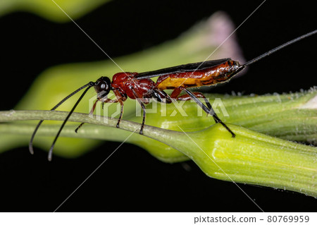 Adult Ichneumonid Wasp Adult Ichneumonid Wasp 80769959