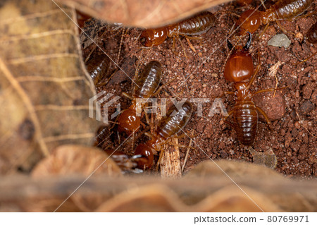 Adult Jawsnouted Termite 80769971