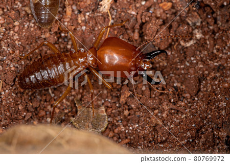 Adult Jawsnouted Termite Adult Jawsnouted Termite 80769972