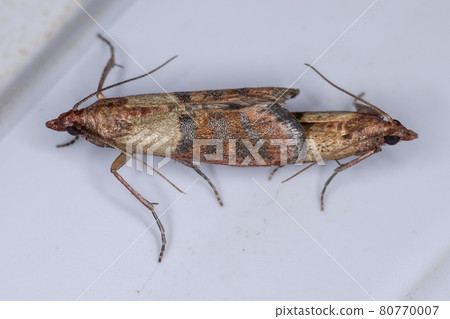 Copulation between two adults of the Indian Meal Moth 80770007