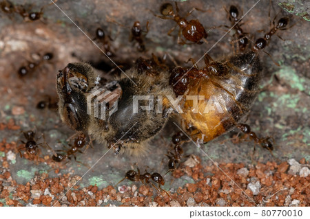 Big-headed Ants eating a Dead Western Honey Bee 80770010