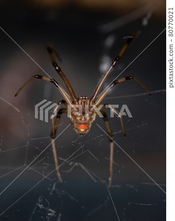 Female Adult Brown Widow 80770021
