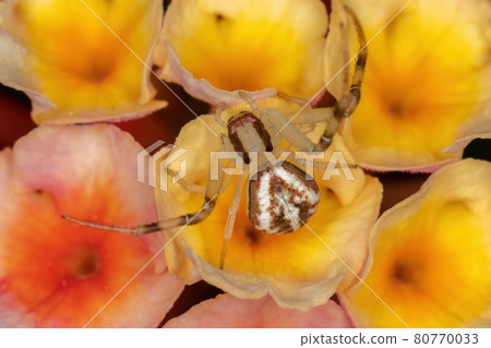 Small Crab Spider Small Crab Spider 80770033