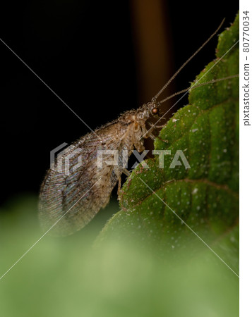 Adult Brown Lacewing Adult Brown Lacewing 80770034