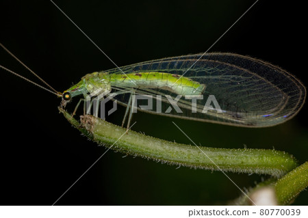 Adult Typical Green Lacewing 80770039