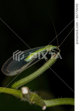 Adult Typical Green Lacewing 80770040