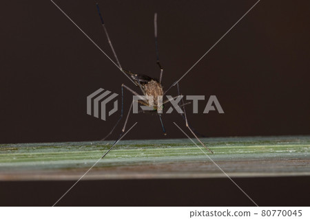 Adult Culicine Mosquito 80770045