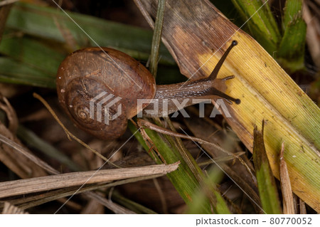 Asian Tramp Snail 80770052