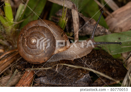 Asian Tramp Snail 80770053