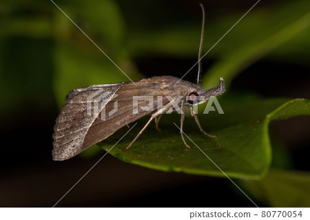 Adult Underwing moth Adult Underwing moth 80770054
