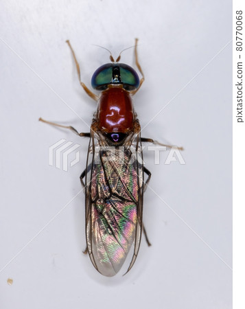 Adult Soldier Fly 80770068