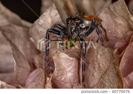 Adult Male Jumping Spider preying on a cucurbit beetle 80770076