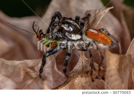 Adult Male Jumping Spider preying on a cucurbit beetle Adult Male Jumping Spider preying on a cucurbit beetle 80770083