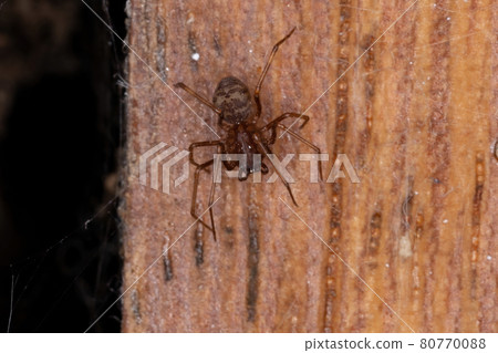 Brown Spitting Spider 80770088