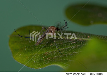 Adult Culicine Mosquito 80770089