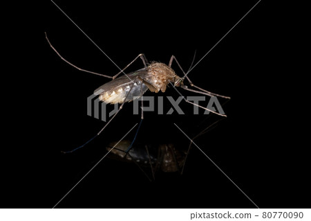 Adult Culicine Mosquito 80770090