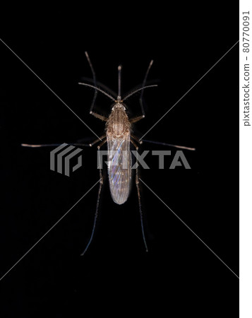 Adult Culicine Mosquito 80770091