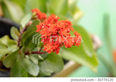 Flaming Katy Red Flower Flaming Katy Red Flower 80770126