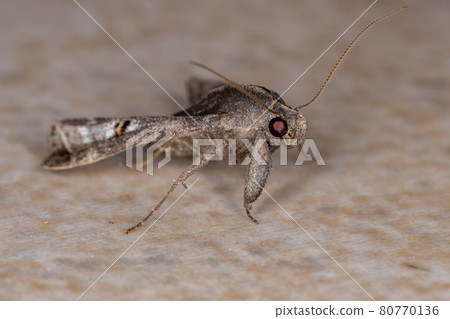 Adult Litter Moth Adult Litter Moth 80770136