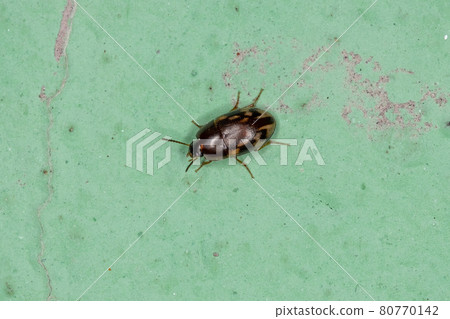 Small Adult Darkling Beetle 80770142