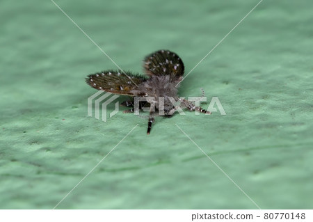 Adult Bathroom Moth Midge 80770148