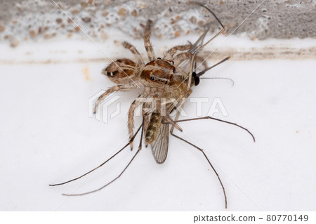 Pantropical Jumping Spider preying on a Culicine Mosquito 80770149
