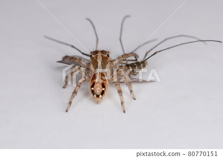 Pantropical Jumping Spider preying on a Culicine Mosquito 80770151