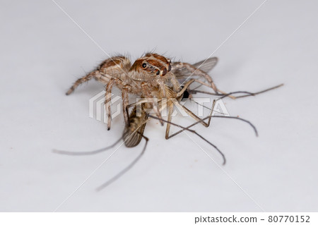 Pantropical Jumping Spider preying on a Culicine Mosquito 80770152