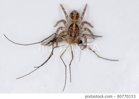 Pantropical Jumping Spider preying on a Culicine Mosquito 80770153