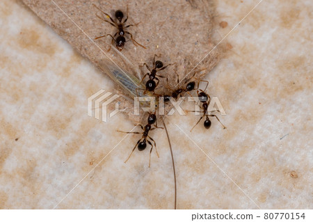 Adult Big-headed Ants preying on a Small Typical Leafhopper 80770154