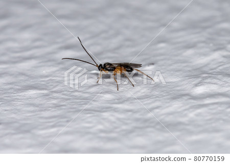 Small Adult Braconid Wasp Small Adult Braconid Wasp 80770159