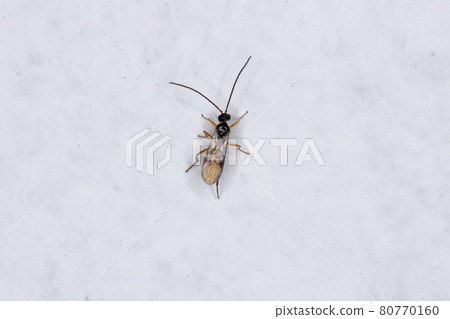 Small Adult Braconid Wasp 80770160