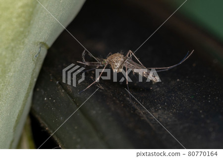 Adult Culicine Mosquito Adult Culicine Mosquito 80770164