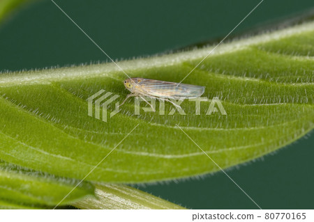 Small Typical Leafhopper 80770165