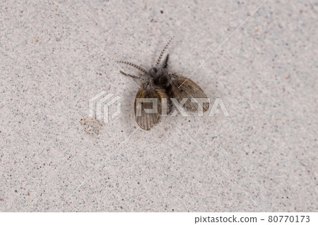 Adult Bathroom Moth Midge Adult Bathroom Moth Midge 80770173