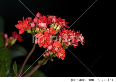 Flaming Katy Red Flower Flaming Katy Red Flower 80770174