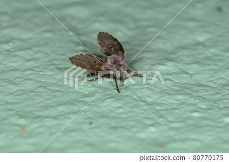 Adult Bathroom Moth Midge Adult Bathroom Moth Midge 80770175