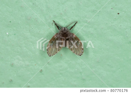 Adult Bathroom Moth Midge Adult Bathroom Moth Midge 80770176