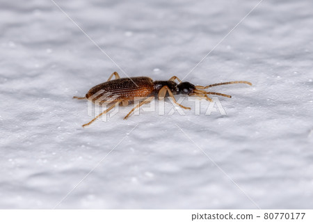 Small Adult Ground Beetle 80770177