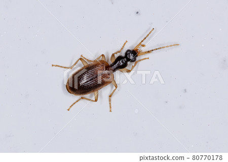 Small Adult Ground Beetle Small Adult Ground Beetle 80770178