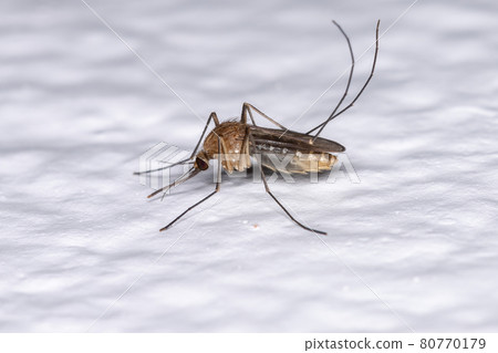 Adult Culicine Mosquito 80770179