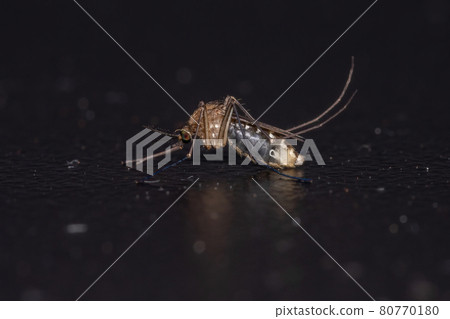 Adult Culicine Mosquito 80770180