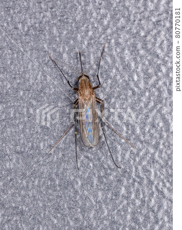 Adult Culicine Mosquito 80770181