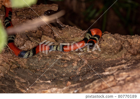 false coral snake false coral snake 80770189