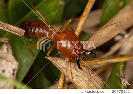 Adult Jawsnouted Termite 80770192