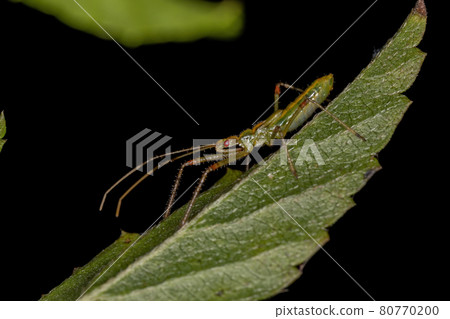 Assassin Bug Nymph Assassin Bug Nymph 80770200