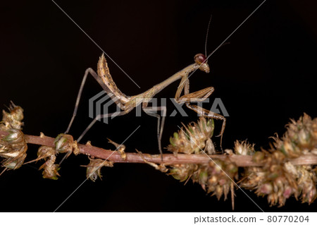 Small Mantid Nymph 80770204