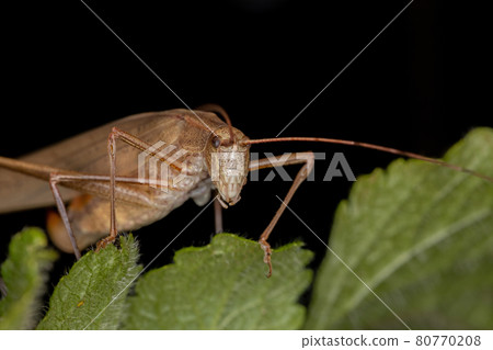 Female Adult Leaf Katydid Female Adult Leaf Katydid 80770208